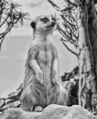 On Watch