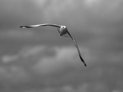 Seagull*Credit*