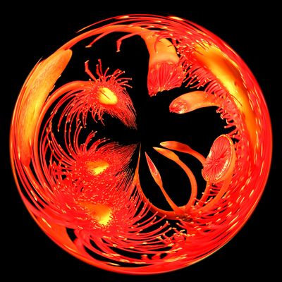 Blossom Mirrorball*Merit*