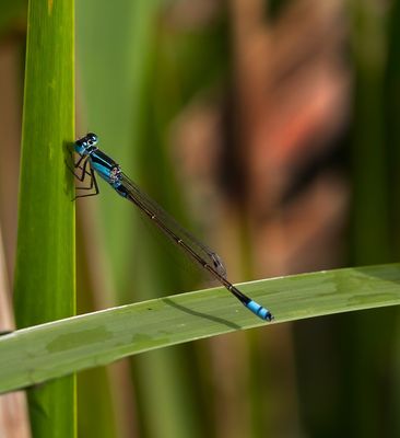 Dragon Fly*Credit*