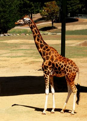 Neck Stretch
