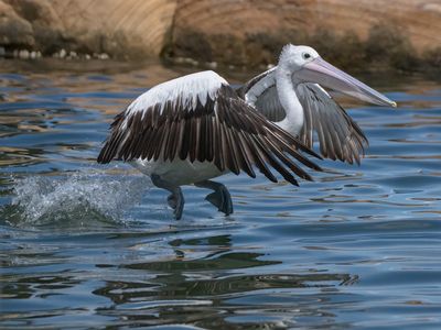 Pelican Tiptoe*Merit*