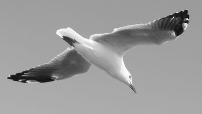 .Silver Gull Flyby*Merit*
