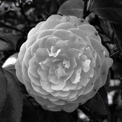 In Full Bloom