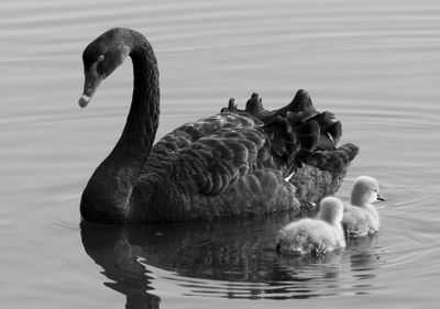 Swan and Cygnets*Merit*