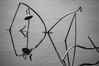 March 2025 'A' Grade Monochrome
