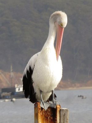 Preening Pelican*Credit*
