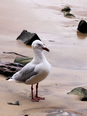 Seagull Posing