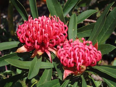 March 2025 'B' Grade Colour