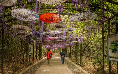 .Wisteria Umbrella Tunnel