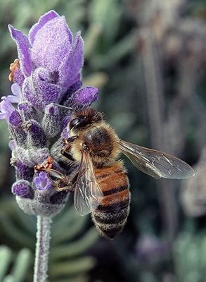 Bee on Lavender*Merit*
