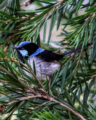Blue Wren