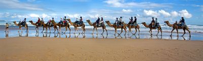 Camel Train