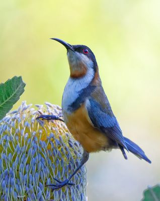 Eastern Spinebill on Banksia*Merit*