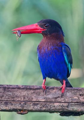 Javan Kingfisher and Bugs*Merit*