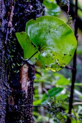 Kidney Fern