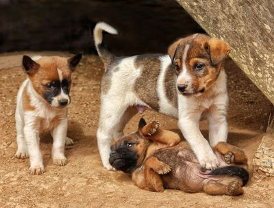 Puppy Play*Credit*