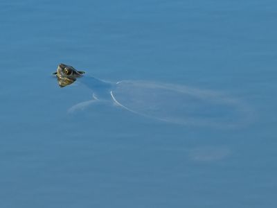 Turtle Afloat 