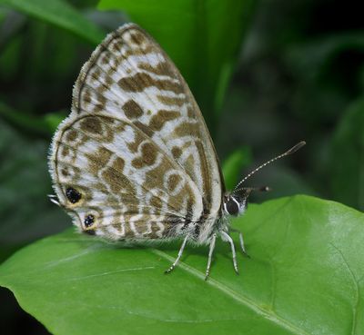 Wattle Blue *Merit*