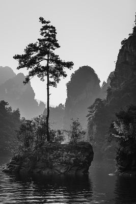 .Solitary Tree