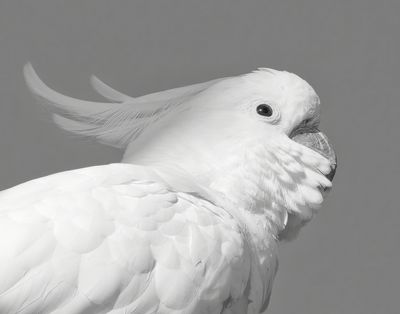 Hopefull Cockatoo