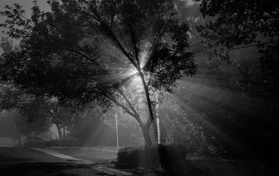 Light Beams in the Fog