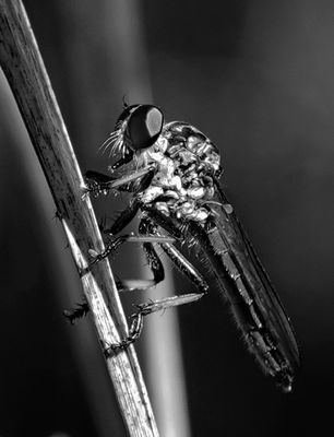Robber Fly
