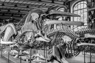 The Bone Room