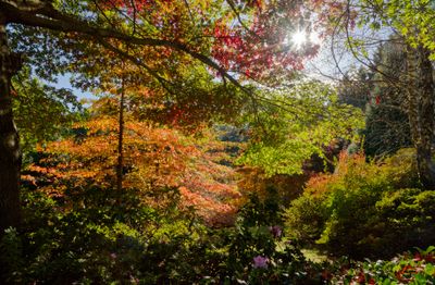 Autumn Colour