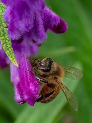 Bee on Purple Flower*Merit*