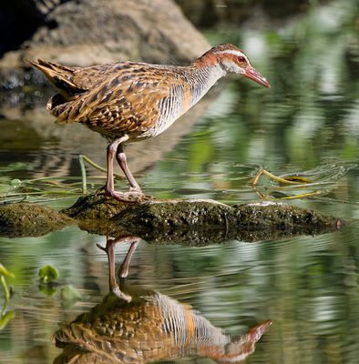 Buff Banded Rail