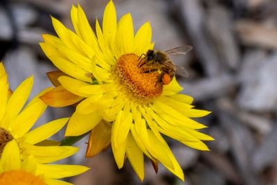 Busy Bee