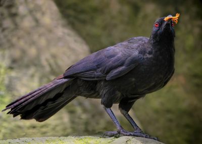 Chough*Credit*