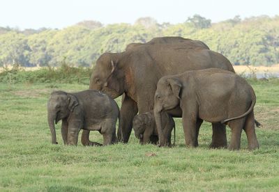 Elephant Family