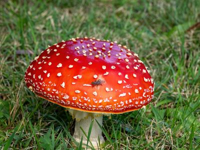 Fly on a Red Mushroom