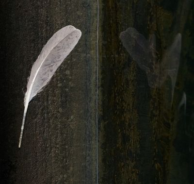 Of a Feather
