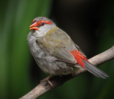 Redbrow Finch*Credit*