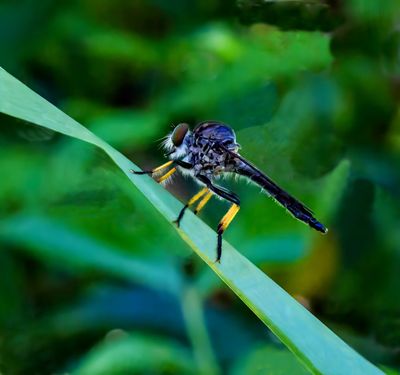 Robber Fly*Credit*