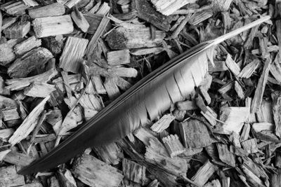 .Feather