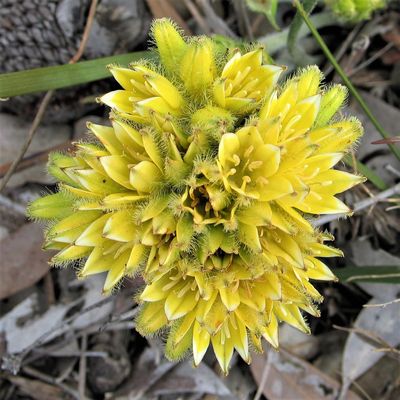 .Yellow Beauty