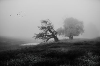 Foggy Morning
