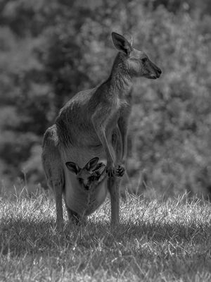Mum - I'm in the Pouch