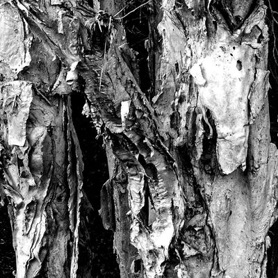Paper Bark