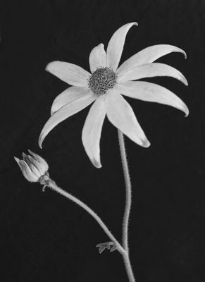 Stand Alone