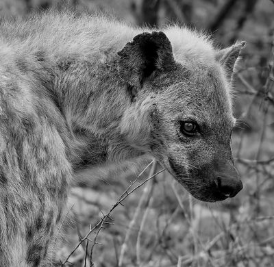 Wandering Among the Thorns