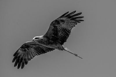 Whistling Kite