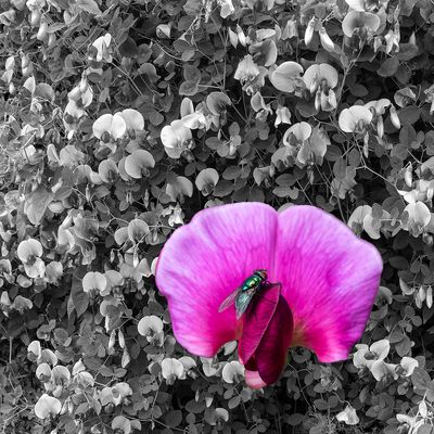 .Fly on Flower 2