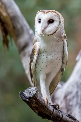 Barn Owl 2