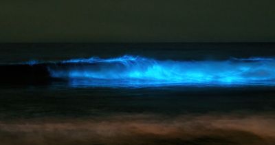 Bioluminescence at Manly Beach