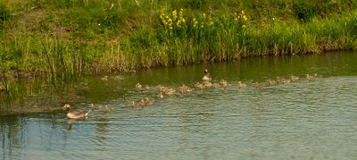 Families Paddling